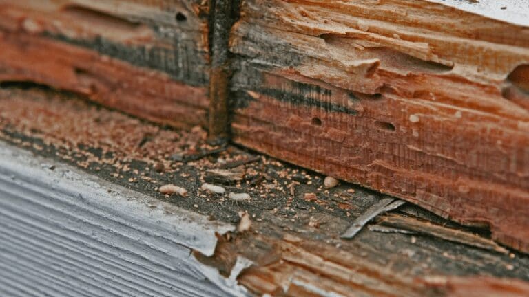 the corner of a wooden building with peeling paint