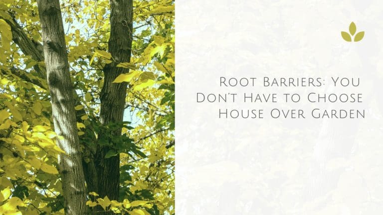 a tree with yellow leaves and a quote about root barriers you don't have to choose house over