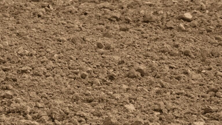 a bird is standing in the middle of a dirt field