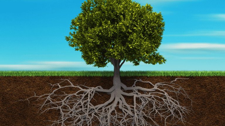 a tree with its roots exposed in the ground