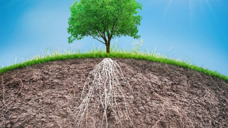 a green tree on top of a dirt hill